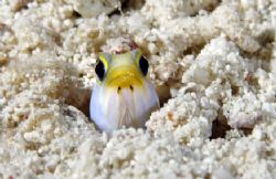 Groundhog Day. Jawfish, Turks & Caicos by Andy Lerner 